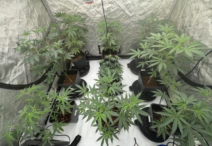Red Hot Violet. Week 7