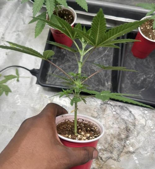 Blue Dream. Week 3