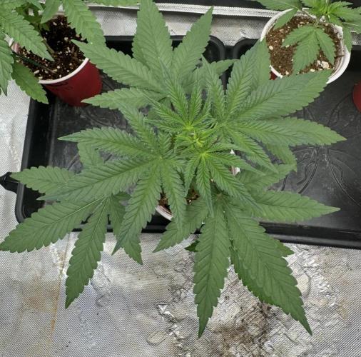 Blue Dream. Week 3