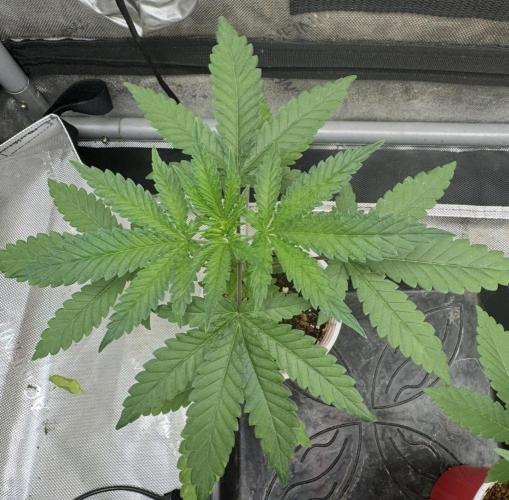 Blue Dream. Week 3