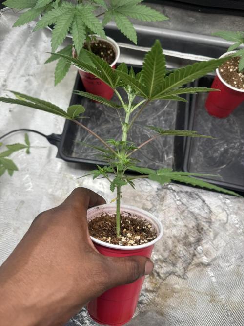 Blue Dream. Week 3