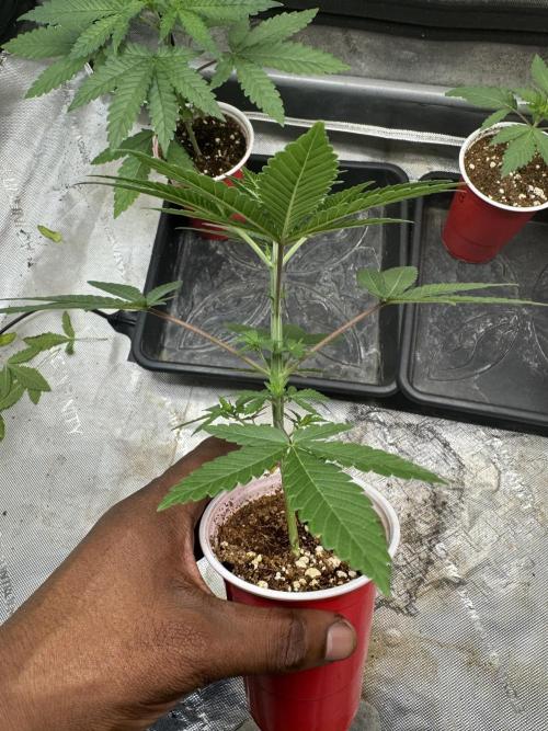 Blue Dream. Week 3