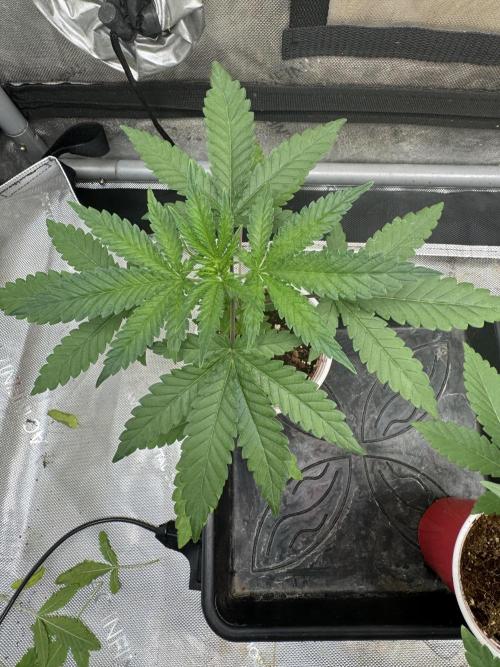 Blue Dream. Week 3