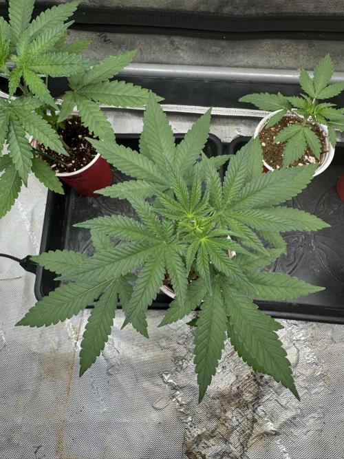 Blue Dream. Week 3