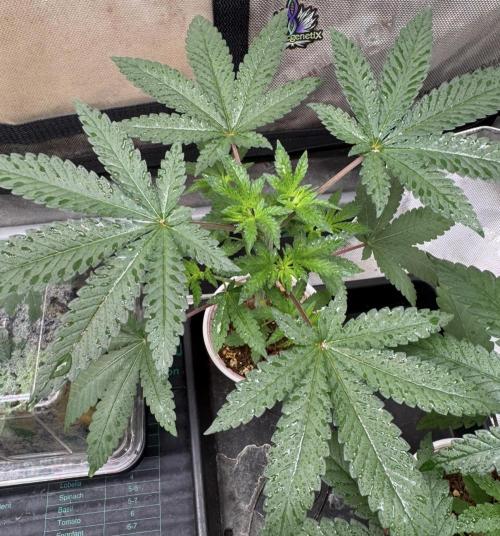 Blue Dream. Week 4 - Pheno 1