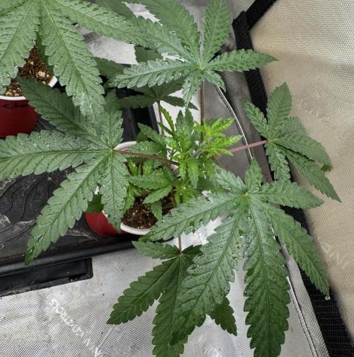 Blue Dream. Week 4 - Pheno 2 