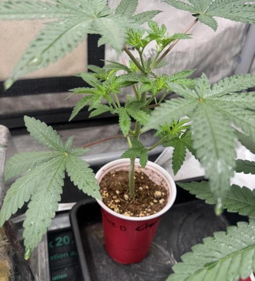 Blue Dream. Week 4