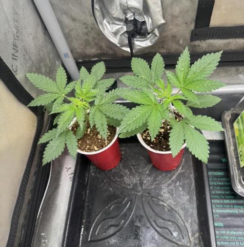 Lungbuster (time to bust in them lungs). Week 3