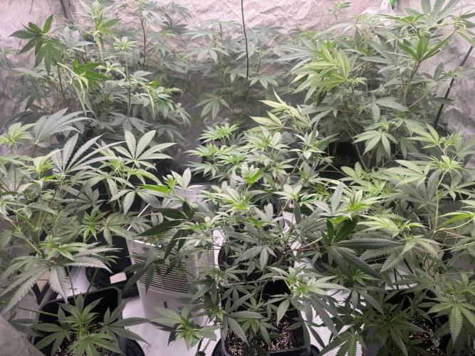 Red Hot Violet. Week 8