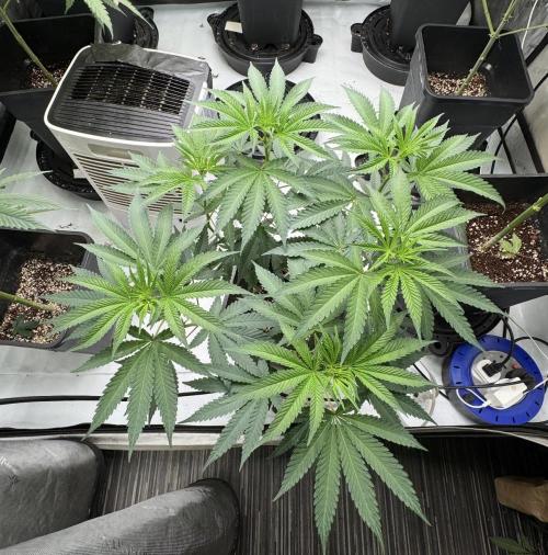Terpgasm No Orgasm just Mutation GASM. Week 8