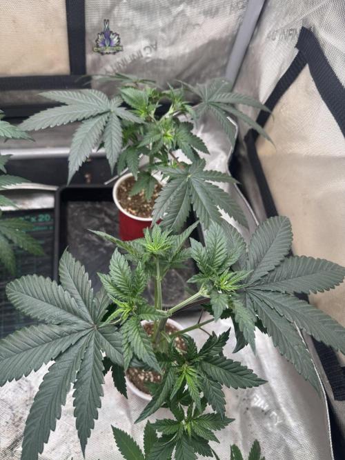Lungbuster (time to bust in them lungs). Week 6