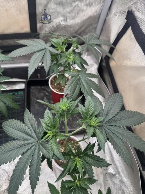 Lungbuster (time to bust in them lungs). Week 6