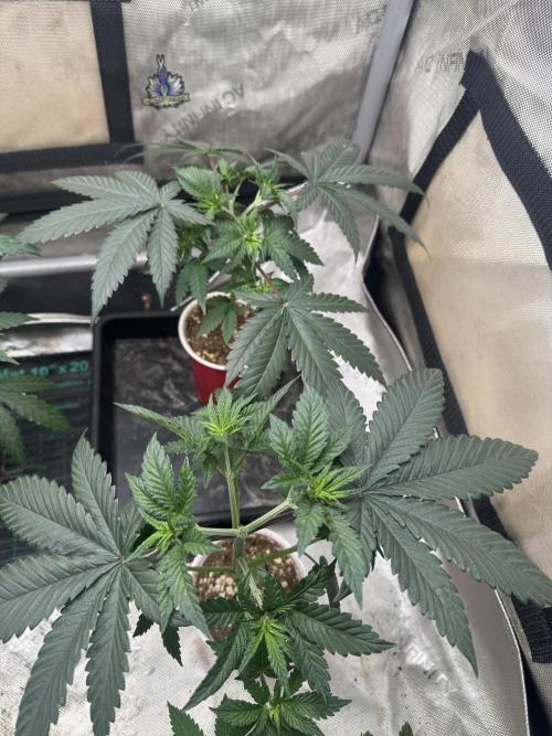 Lungbuster (time to bust in them lungs). Week 6