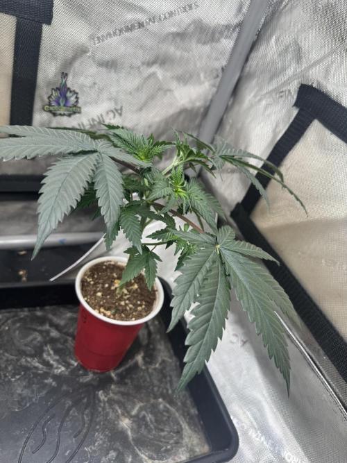 Lungbuster (time to bust in them lungs). Week 6