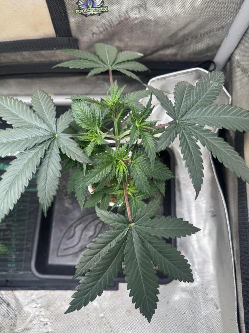 Lungbuster (time to bust in them lungs). Week 6
