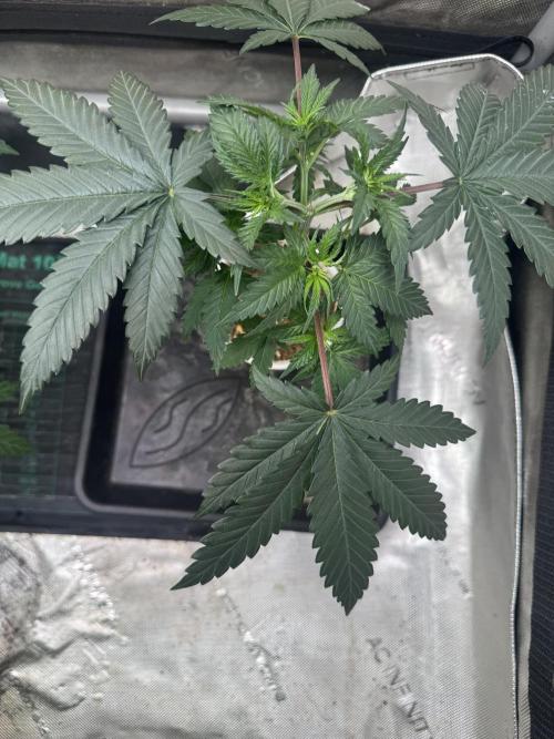 Lungbuster (time to bust in them lungs). Week 6