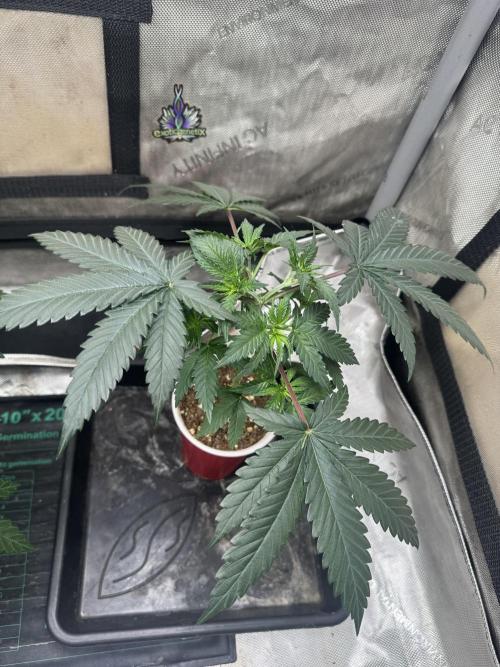 Lungbuster (time to bust in them lungs). Week 6