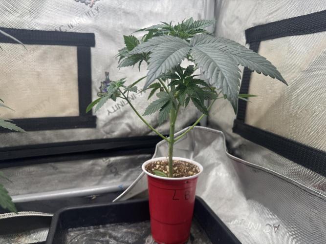 Lungbuster (time to bust in them lungs). Week 6