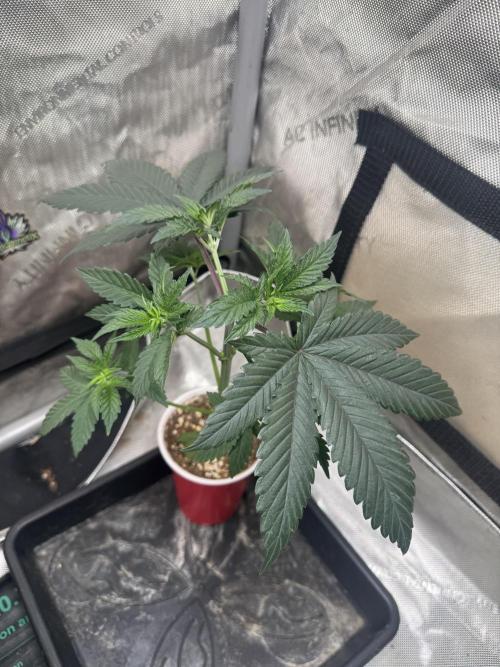 Lungbuster (time to bust in them lungs). Week 6