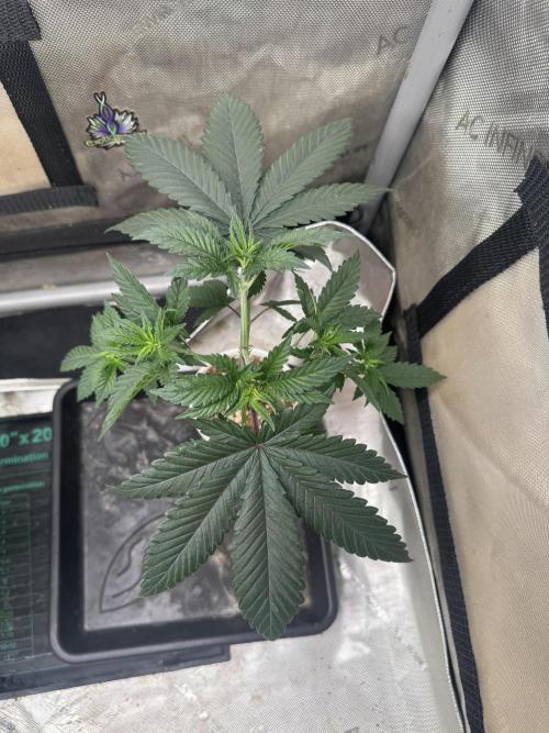 Lungbuster (time to bust in them lungs). Week 6