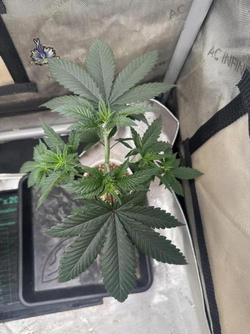 Lungbuster (time to bust in them lungs). Week 6