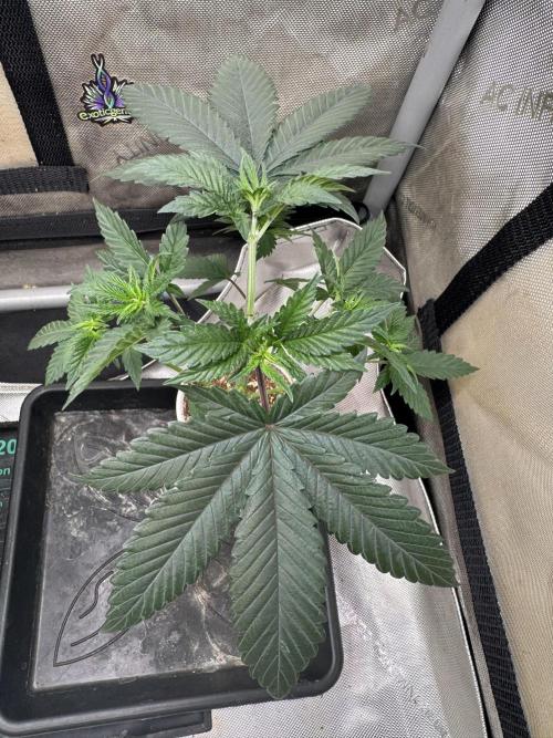 Lungbuster (time to bust in them lungs). Week 6