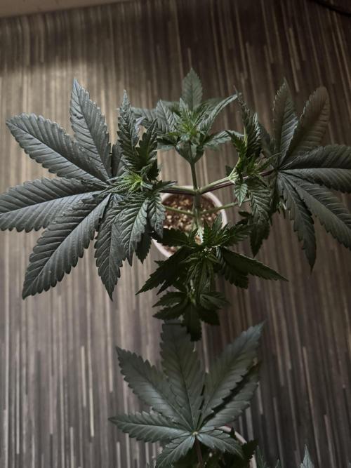 Lungbuster (time to bust in them lungs). Week 6