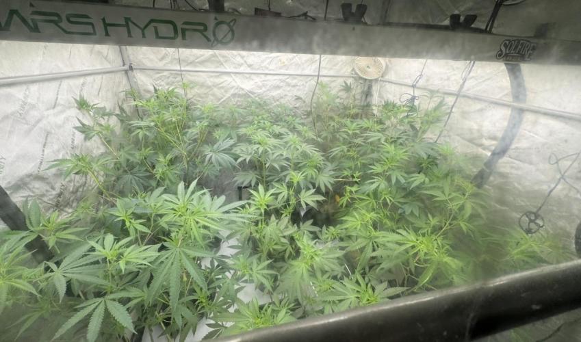 Melon Maki. Week 9