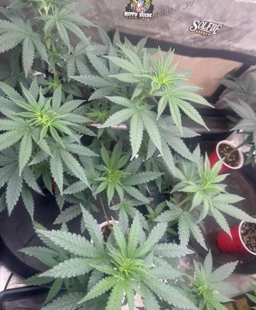 Blue Dream. Week 5