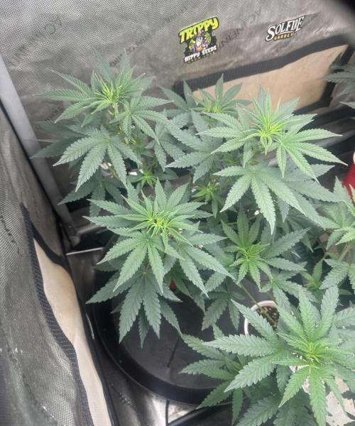 Blue Dream. Week 5