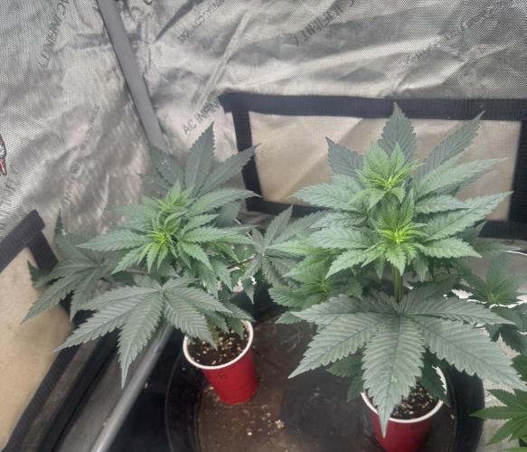 Blue Dream. Week 5
