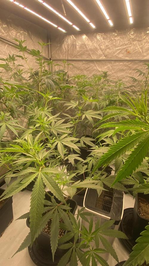 Red Hot Violet. Week 9