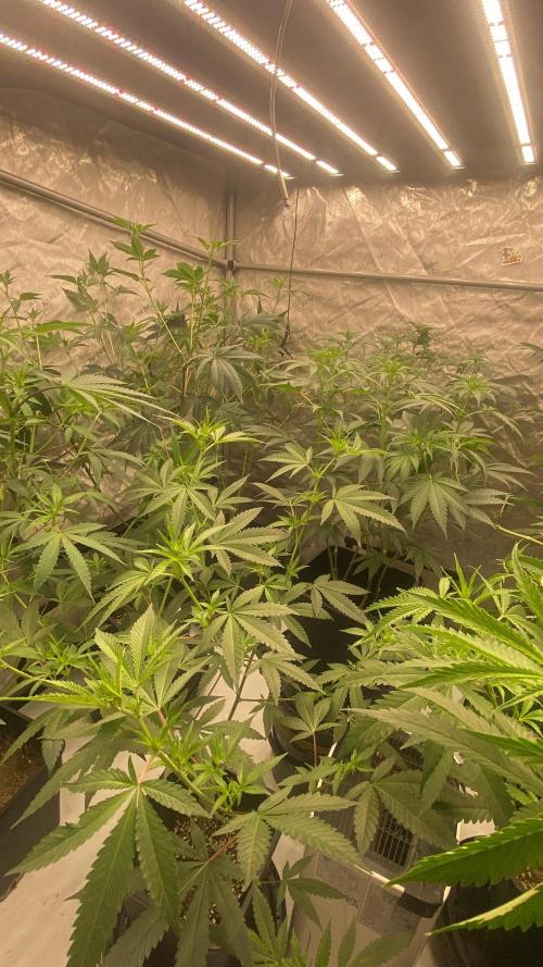 Red Hot Violet. Week 9