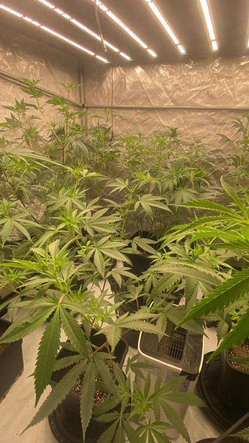 Square One Genetics – Chemferno. Week 9