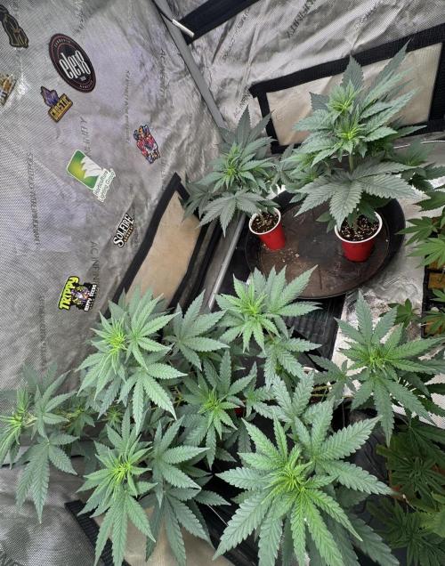 Lungbuster (time to bust in them lungs). Week 7