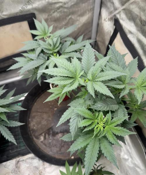 Lungbuster (time to bust in them lungs). Week 7