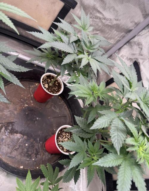 Lungbuster (time to bust in them lungs). Week 7
