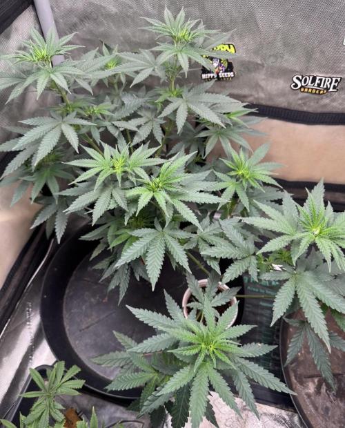 Lungbuster (time to bust in them lungs). Week 7