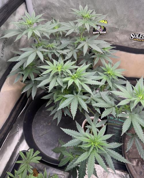 Lungbuster (time to bust in them lungs). Week 7