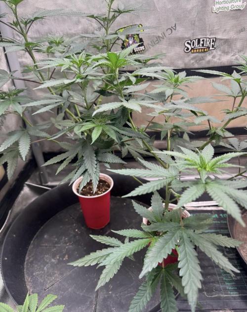 Lung Buster. Week 7