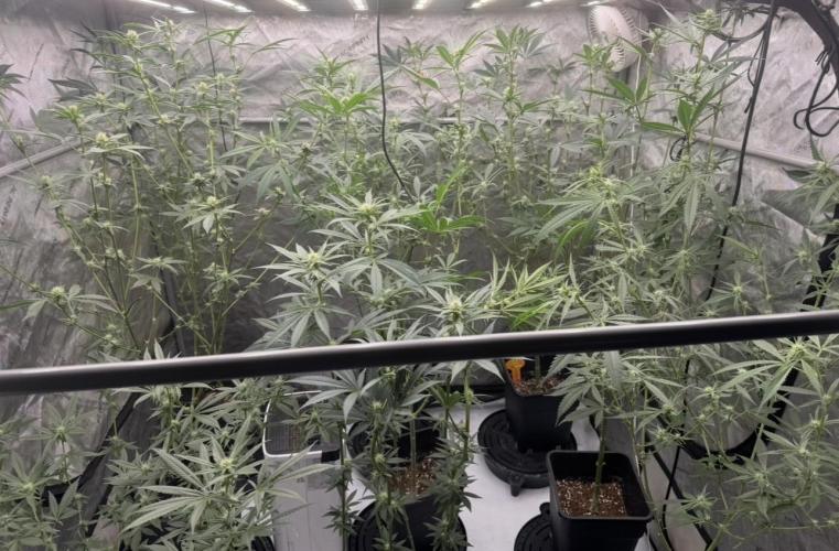 Terpgasm. Week 9
