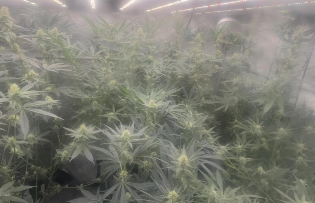Red Hot Violet. Week 11