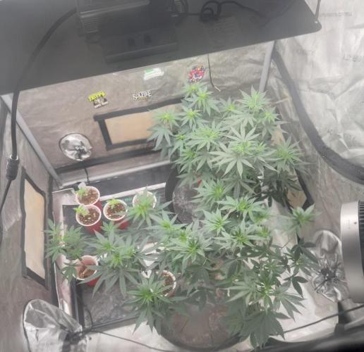 Blue Dream. Week 8