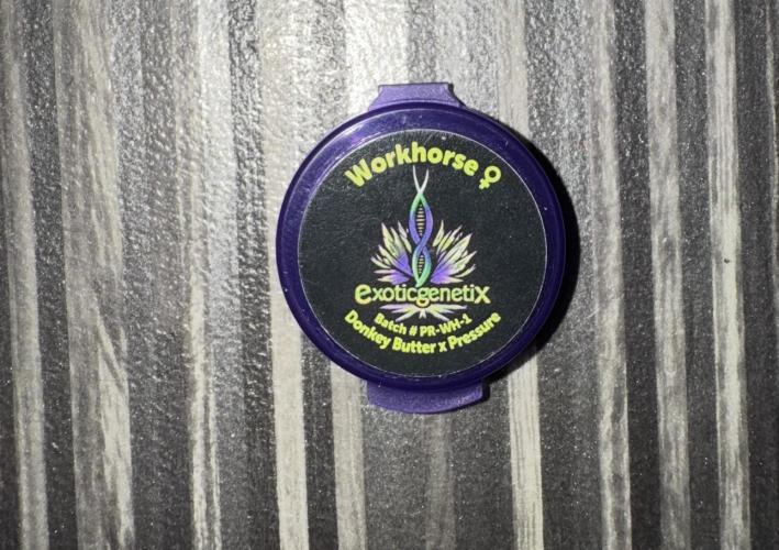 Donkey Butter. Week 0