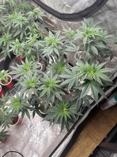 Blue Dream. Week 9