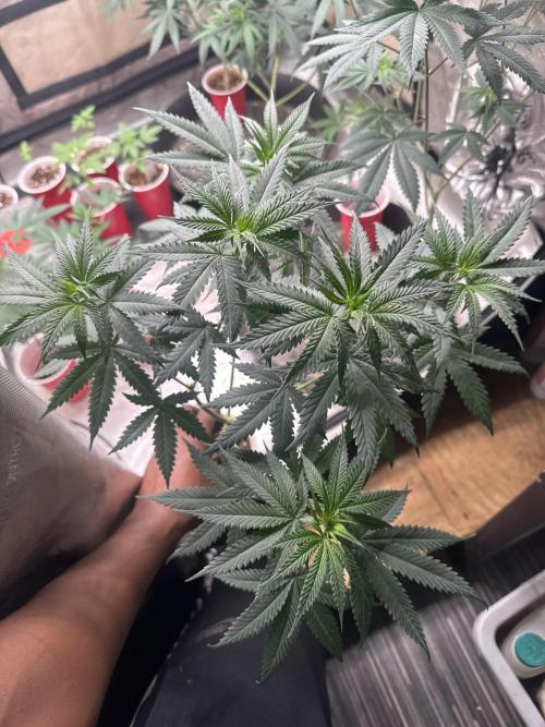 Blue Dream. Week 9