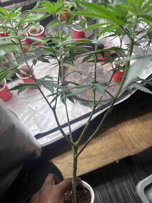 Blue Dream. Week 9