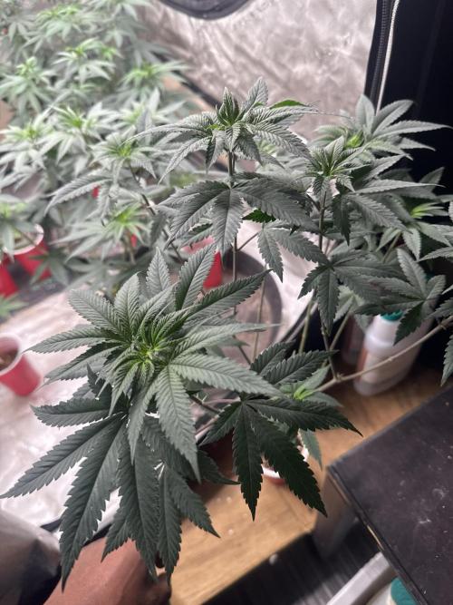 Blue Dream. Week 9