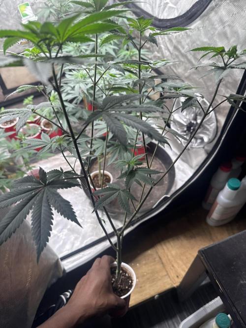 Blue Dream. Week 9
