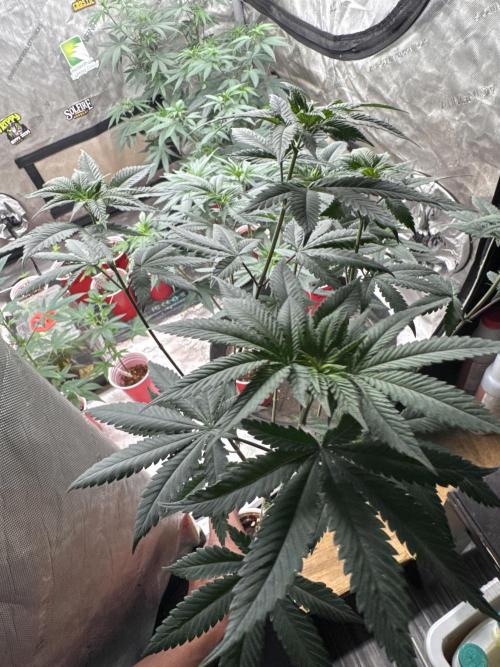 Blue Dream. Week 9